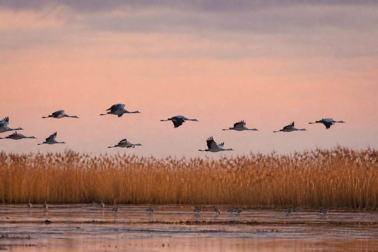 Kraniche über Schilfgürtel und flachem Boddenwasser im Herbstlicht